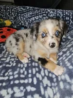 Salem, a female Toy Australian Shepherd for sale in Haddock, GA – 1 of 6