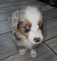 MAXIM, a male Toy Australian Shepherd for sale in Haddock, GA – 3 of 4