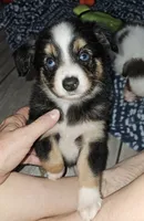Quigley, a male Toy Australian Shepherd for sale in Haddock, GA – 2 of 5