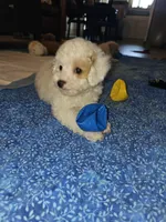 Fynn, a male Poodle - Miniature  for sale in Haddock, GA – 2 of 6