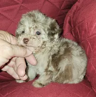 JIMI, a male Poodle - Toy  for sale in Haddock, GA – 1 of 8
