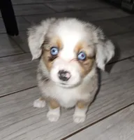 MAXIM, a male Toy Australian Shepherd for sale in Haddock, GA – 2 of 4