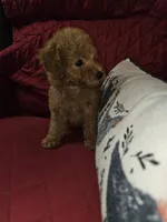 Punkin, a female Poodle - Miniature  for sale in Haddock, GA – 4 of 7