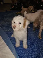 Deacon, a male Poodle - Miniature  for sale in Haddock, GA – 2 of 5