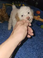 Deacon, a male Poodle - Miniature  for sale in Haddock, GA – 3 of 5