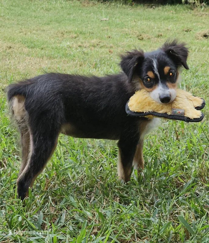 Busy – Toy Australian Shepherd puppy for sale in Haddock, GA