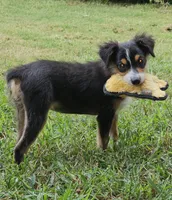 Busy, a female Toy Australian Shepherd for sale in Haddock, GA – 1 of 2