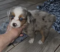 MAXIM, a male Toy Australian Shepherd for sale in Haddock, GA – 4 of 4