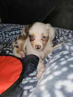 Freckles, a female Toy Australian Shepherd for sale in Haddock, GA – 4 of 6
