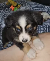 Quigley, a male Toy Australian Shepherd for sale in Haddock, GA – 1 of 5