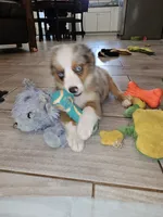 MAXIM, a male Toy Australian Shepherd for sale in Haddock, GA – 2 of 3