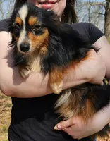 Salem, a female Toy Australian Shepherd for sale in Haddock, GA – 6 of 6