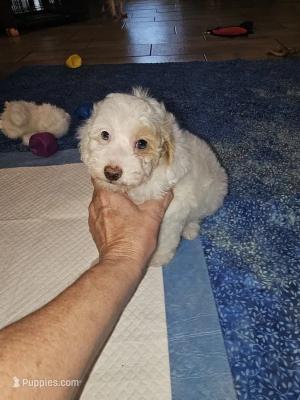 Simon – Poodle - Miniature  puppy for sale in Haddock, GA