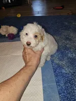 Simon, a male Poodle - Miniature  for sale in Haddock, GA – 1 of 5