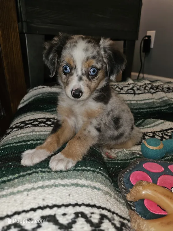 Salem – Toy Australian Shepherd puppy for sale in Haddock, GA
