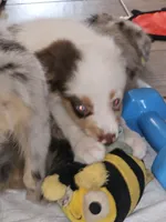 Freckles, a female Toy Australian Shepherd for sale in Haddock, GA – 2 of 6