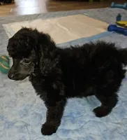 Mayze, a female Poodle - Miniature  for sale in Haddock, GA – 3 of 7