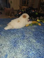 Fynn, a male Poodle - Miniature  for sale in Haddock, GA – 3 of 6