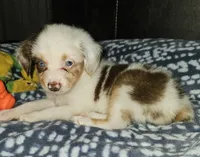 Freckles, a female Toy Australian Shepherd for sale in Haddock, GA – 3 of 6
