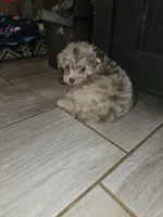 JIMI, a male Poodle - Toy  for sale in Haddock, GA – 6 of 8