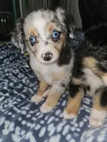 Salem, a female Toy Australian Shepherd for sale in Haddock, GA – 4 of 6