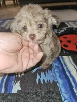 JIMI, a male Poodle - Toy  for sale in Haddock, GA – 4 of 8