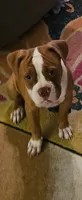 Ryder, a female American Bulldog for sale in Leland, NC – 2 of 4