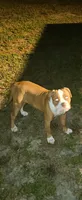 Ryder, a female American Bulldog for sale in Leland, NC – 4 of 4
