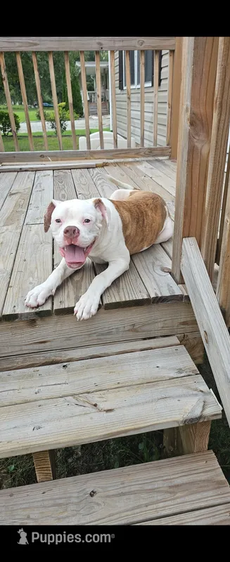 Bronx – American Bulldog puppy for sale in Leland, NC