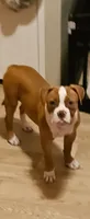 Ryder, a female American Bulldog for sale in Leland, NC – 3 of 4