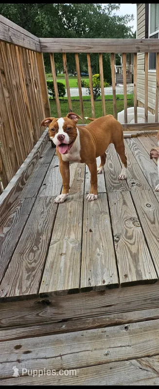 Ryder – American Bulldog puppy for sale in Leland, NC