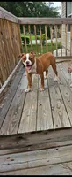 Ryder, a female American Bulldog for sale in Leland, NC – 1 of 4