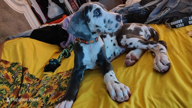 Serra Cheese – Great Dane puppy for sale in Bryan, TX