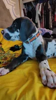 Serra Cheese, a female Great Dane for sale in Bryan, TX – Photo 5 of 9