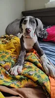 Serra Cheese, a female Great Dane for sale in Bryan, TX – Photo 4 of 9