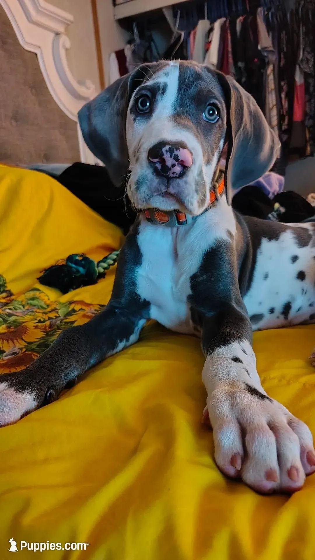 Serra Cheese, a female Great Dane for sale in Bryan, TX – Photo 3 of 9