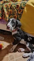Serra Cheese, a female Great Dane for sale in Bryan, TX – Photo 6 of 9