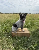 River, a female Australian Cattle Dog for sale in Moberly, MO – 4 of 7