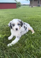 Blue, a male Australian Shepherd for sale in Moberly, MO – 10 of 10