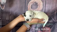 Toby Keith, a female Australian Cattle Dog for sale in Moberly, MO – 4 of 4