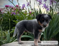 Tucker James, a male Australian Cattle Dog for sale in Moberly, MO – 2 of 4