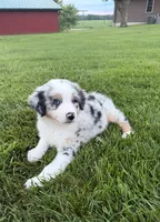 Blue, a male Australian Shepherd for sale in Moberly, MO – 9 of 10