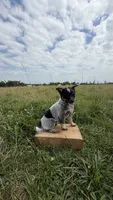 River, a female Australian Cattle Dog for sale in Moberly, MO – 5 of 7