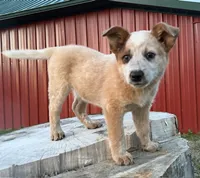 Toby Keith, a male Australian Cattle Dog for sale in Moberly, MO – 4 of 10