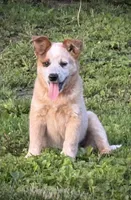 Toby Keith, a male Australian Cattle Dog for sale in Moberly, MO – 6 of 10