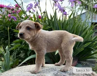 Tanya Jo, a female Australian Cattle Dog for sale in Moberly, MO – 2 of 4