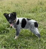 River, a female Australian Cattle Dog for sale in Moberly, MO – 3 of 7