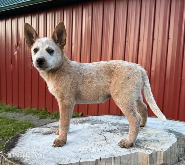 Topeka Rose – Australian Cattle Dog puppy for sale in Moberly, MO