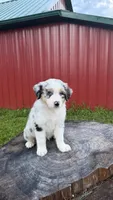 Blue, a male Australian Shepherd for sale in Moberly, MO – 5 of 10