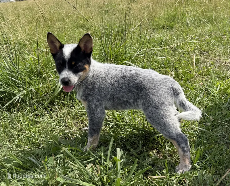 Renley – Australian Cattle Dog puppy for sale in Moberly, MO
